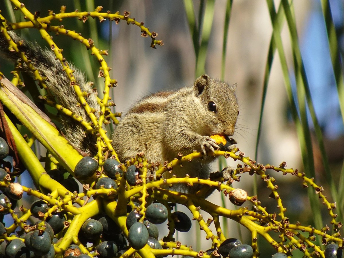 Ghazal for Forbesganj