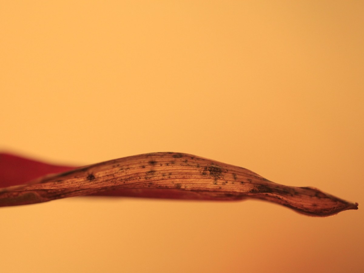 Ghazal for Things Withered Away